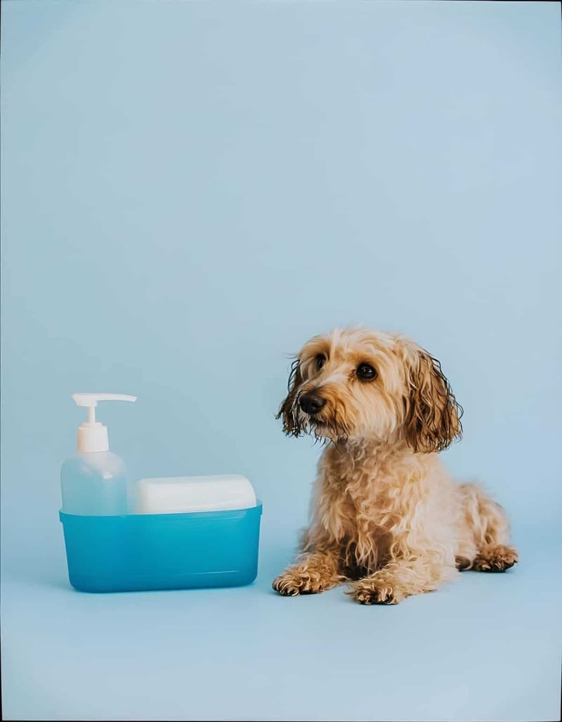 Cleanliness, dog care, hygiene products for pets.