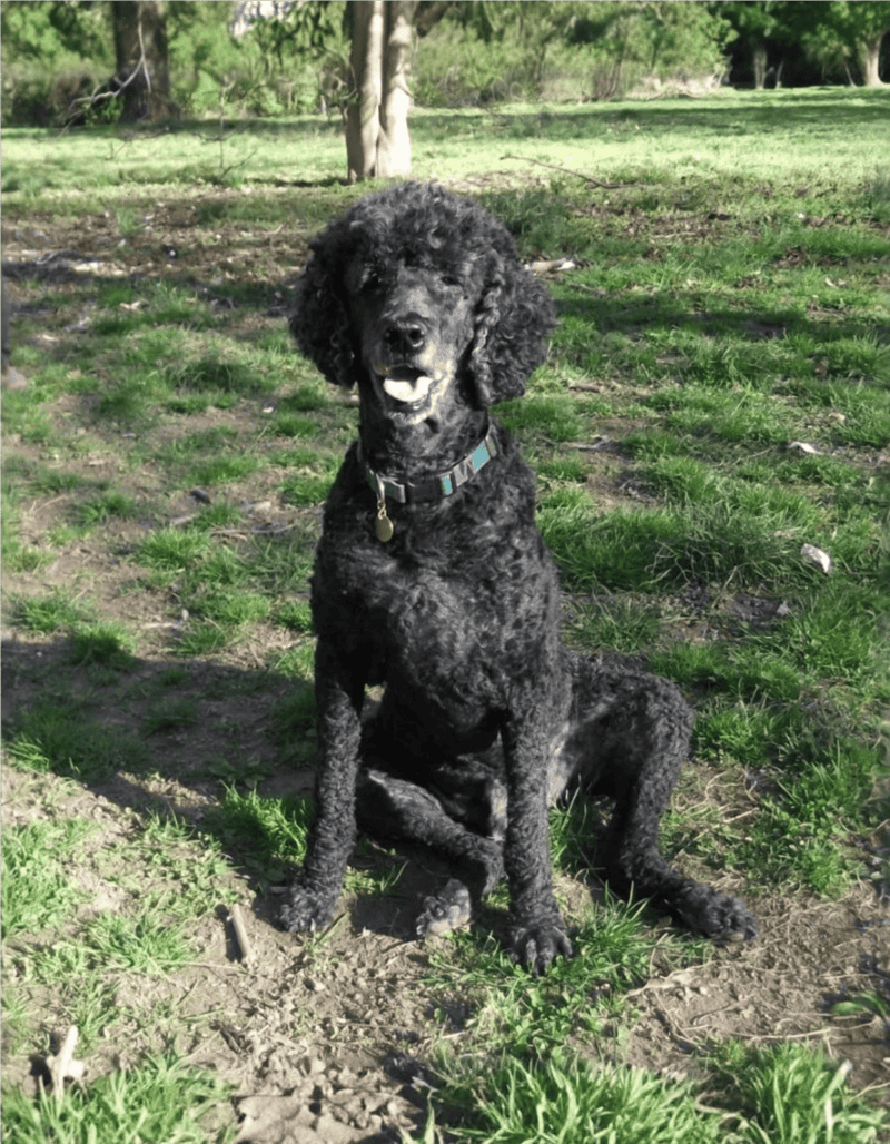 Playful black poodle puppy sitting outdoors on grass, enjoying a sunny day in the park.