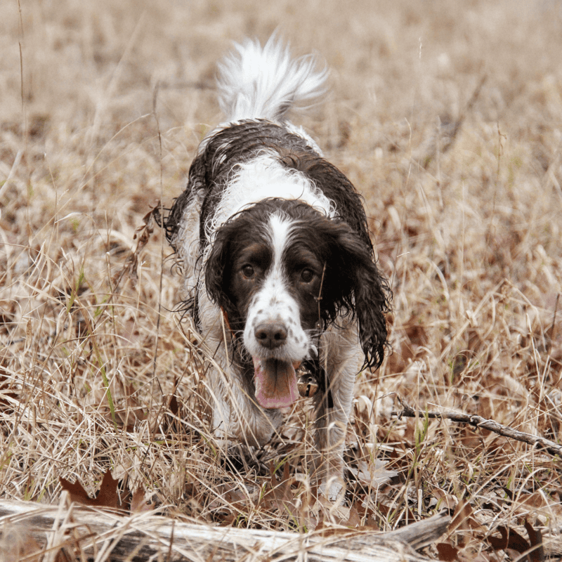 Adorable springer spaniel enjoying outdoor adventure in natural dry grass setting.