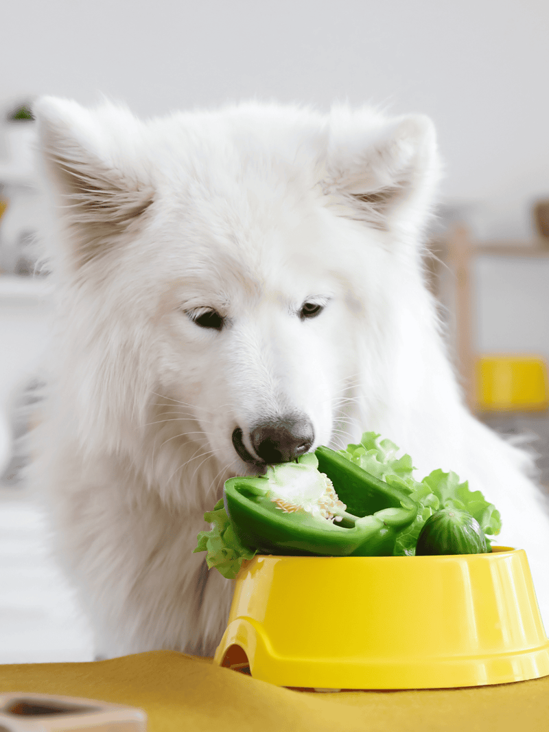 Dog eating fresh vegetables in a yellow feeding bowl for optimal health.