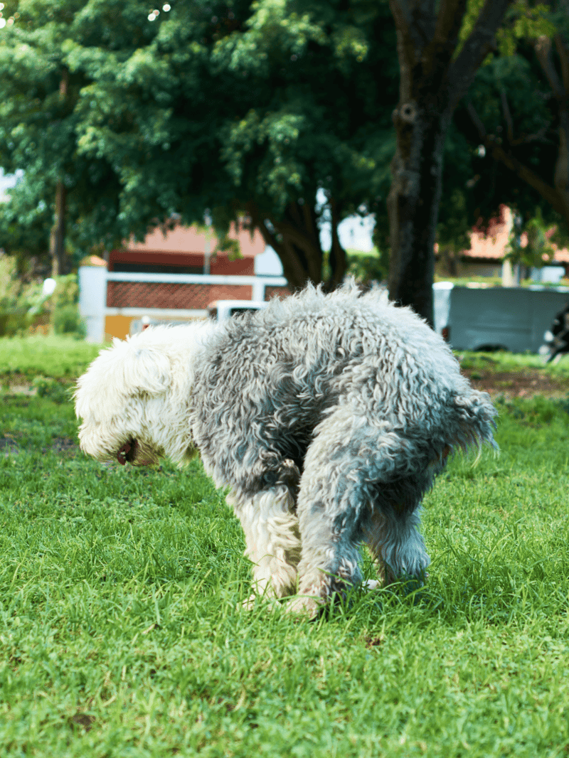 Adorable fluffy dog with curly fur enjoying playtime in a lush green park atmosphere.