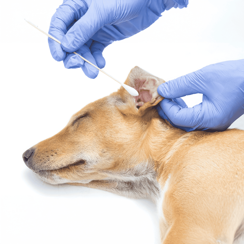 Vet syringe and cotton swab close-up on dog, veterinary medical examination and pet health care.
