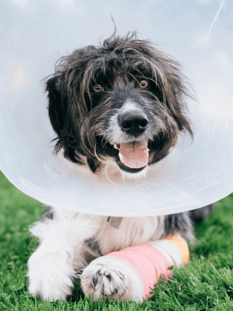 Adorable dog wearing an Elizabethan collar and a bandage on its paw, outdoor setting, cute and friendly pet.