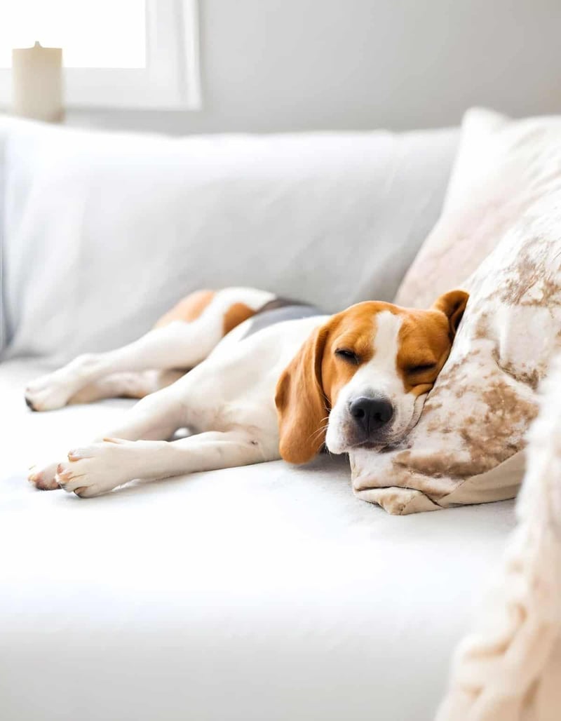 Adorable dog resting peacefully on a plush pillow on a soft white couch.