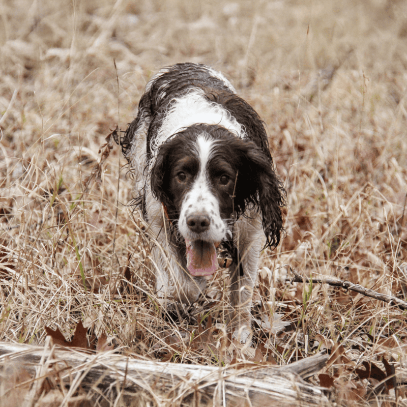 Dog in a field with dry grass and leaves, looking alert and energetic. Perfect for dog training and outdoor adventure scenes.