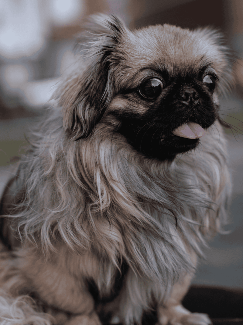 Pekingese dog with long fur and expressive eyes, perfect for dog care and grooming tips.