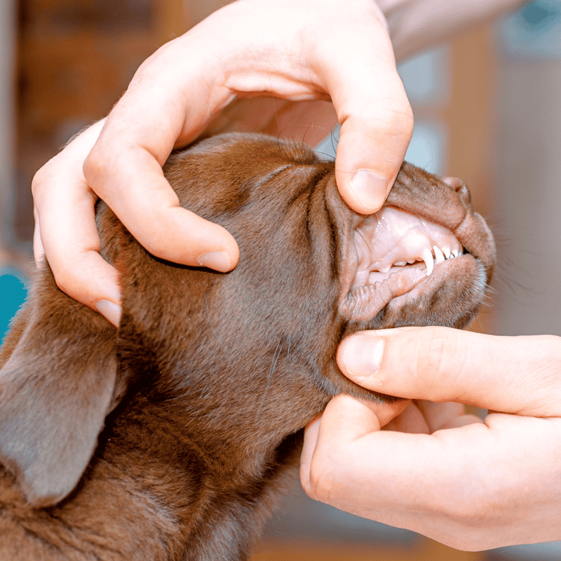 Close-up of a veterinary professional examining a dog's teeth.