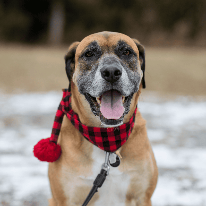 Happy dog wearing a cozy red plaid bandana outdoors in snowy scenery.