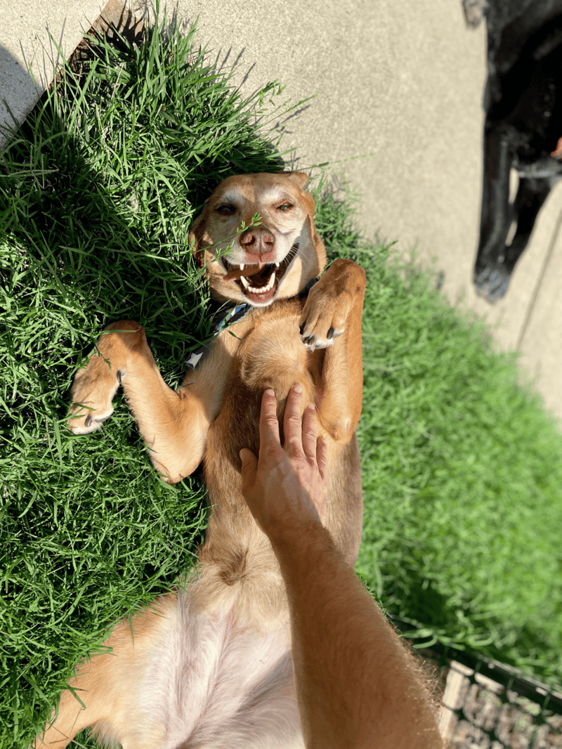 Happy dog enjoying outdoor play time on green grass.