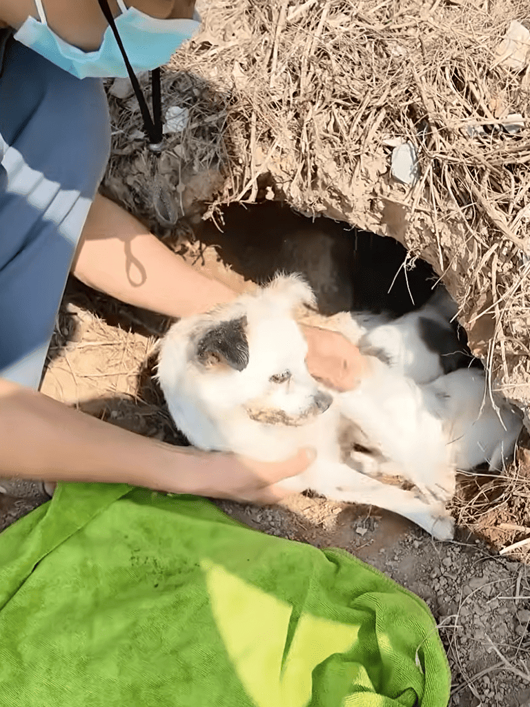 Alt text: Adorable puppy rescued and kept in a shelter's burrow, with a person gently holding it.