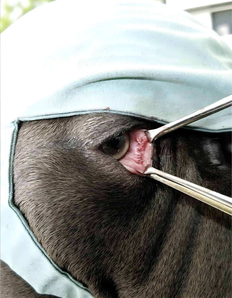 Dog dental hygiene, veterinary dental care, professional pet teeth cleaning.