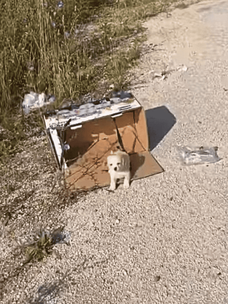 Adorable puppy in a makeshift cardboard shelter outdoors.