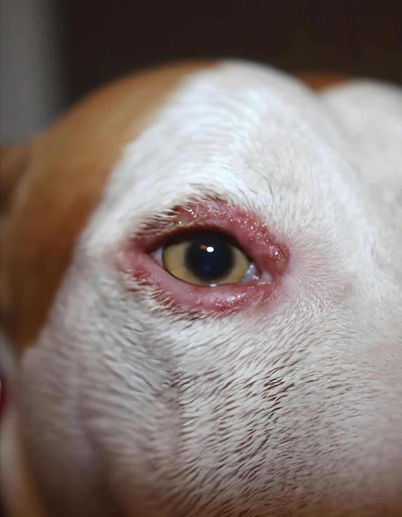 Close-up of a dog's eye showing signs of infection.