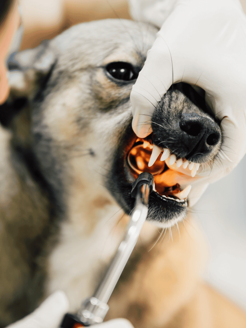 Close-up of a dog receiving dental treatment from a veterinarian, demonstrating professional dog dental care and cleaning.