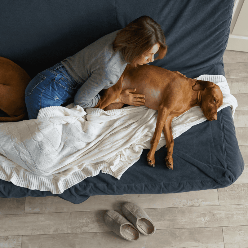 Relaxing dog training therapy, owner bonding, and comfort with obedient pet on couch.