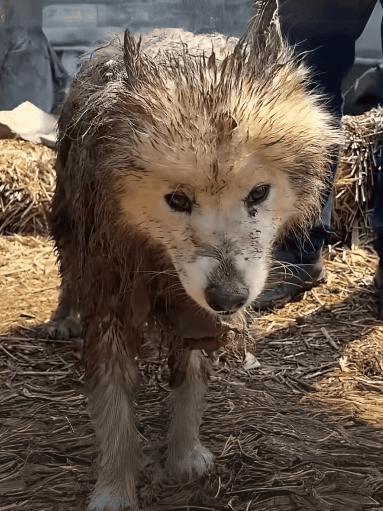 Wet dog after muddy play.