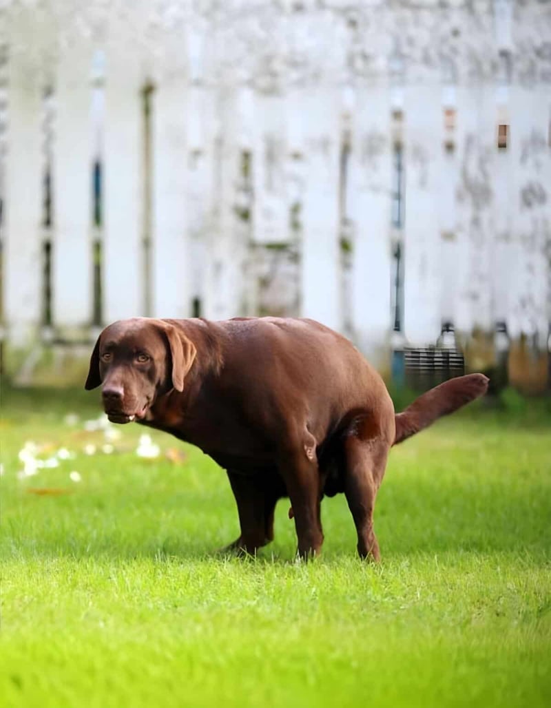 Dog relaxing outdoors on green grass with rustic fence, ideal for pet care and training services.