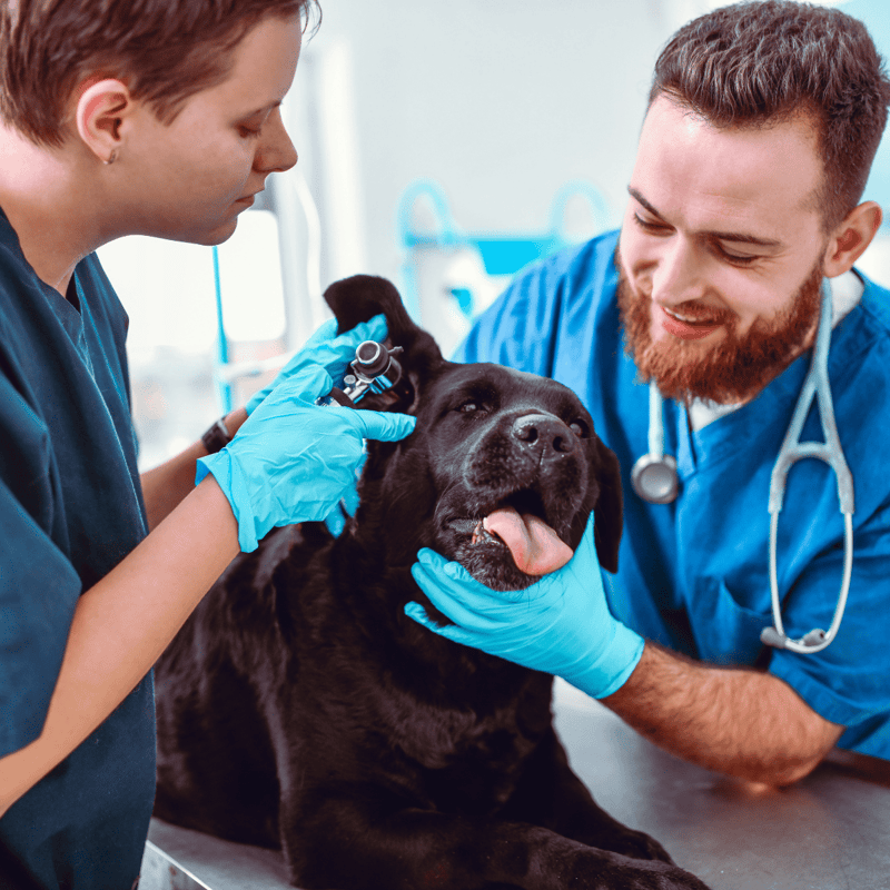 Vet-check for dogs at a veterinary clinic for pet health services.