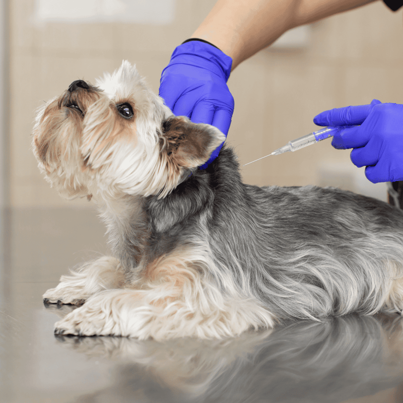 Dog receiving vaccination from veterinarian with syringe, healthcare for pets, dog health care.