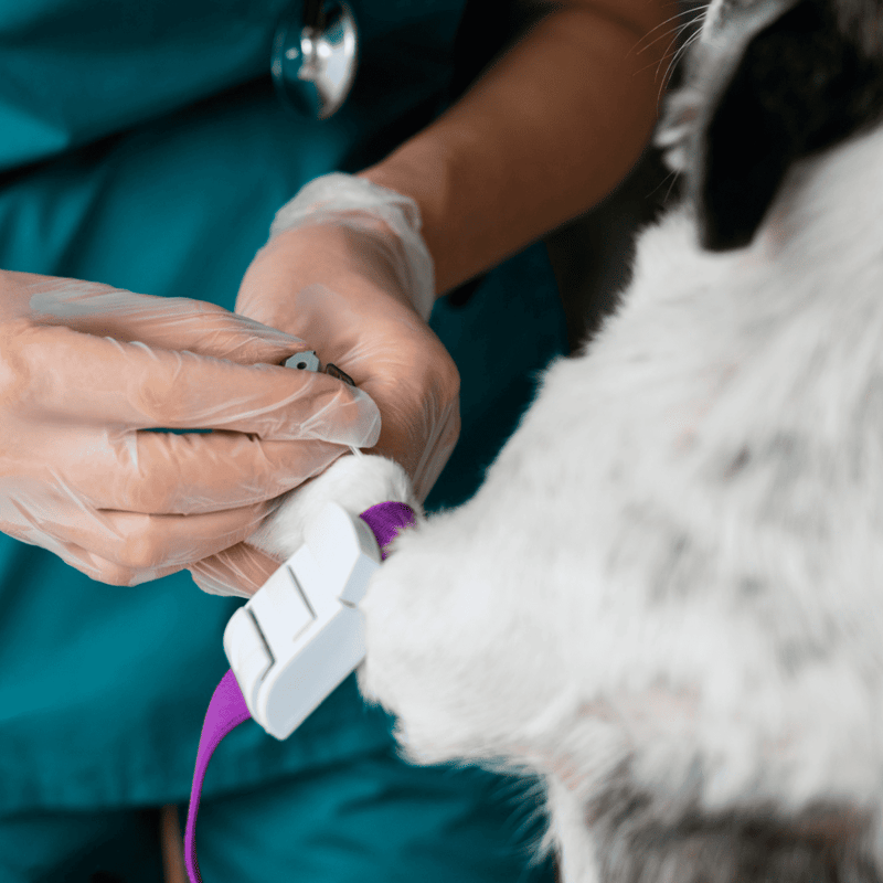 Advanced dog health testing by veterinary professionals to ensure pet wellness.
