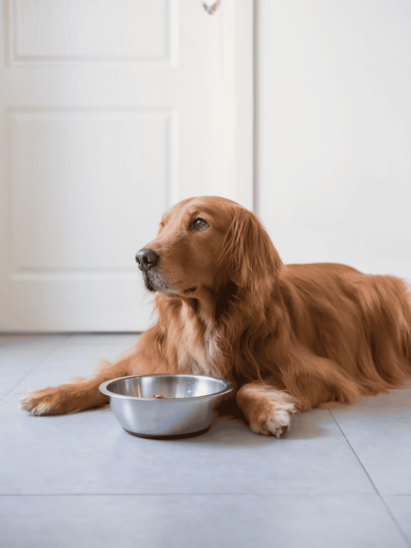 Golden retriever lying by food bowl at home.