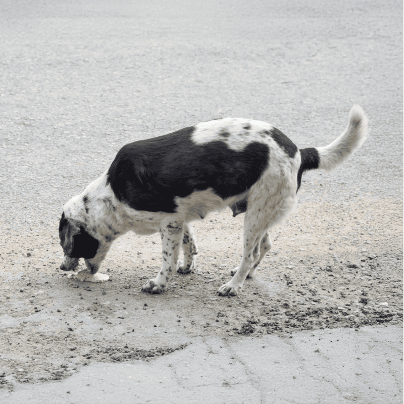 Adorable black and white dog exploring outdoors, looking for interesting scents.