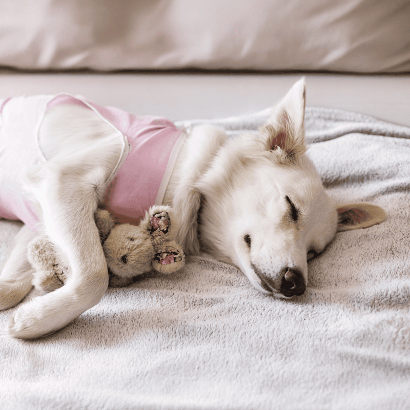 Dog sleeping peacefully with small plush toy, snuggled on cozy blanket, calm and relaxed pet life.