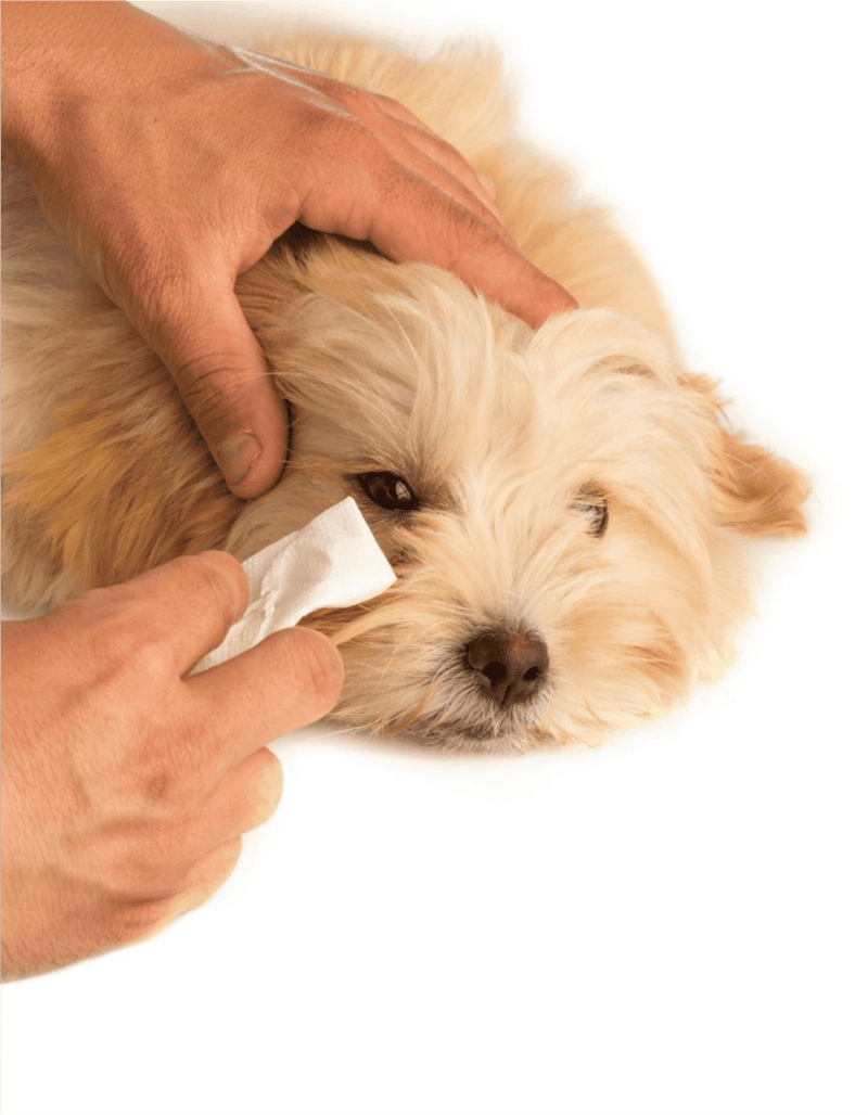 Dog first aid being administered; caring for a small fluffy dog with a tissue near its eye.