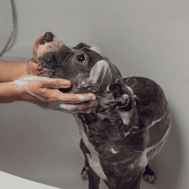 Dog grooming session, dog bath, dog wash, grooming care, hygiene for dogs.