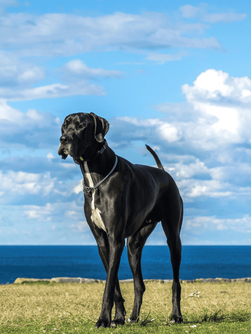 Large black Great Dane dog outdoors with ocean view and blue sky, showcasing strong guard dog breed.