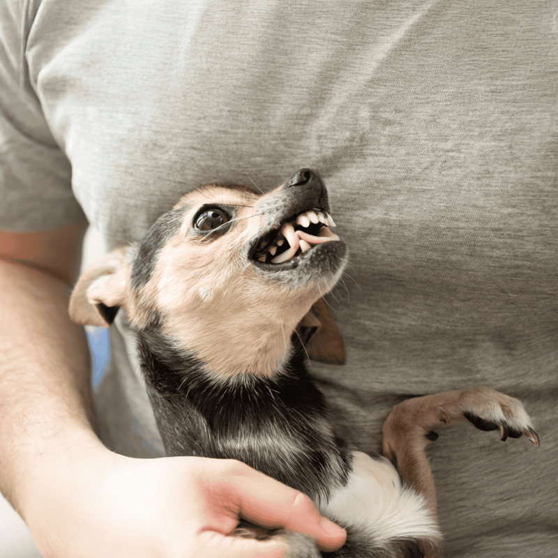 Cute small dog with open mouth, playful expression, being held gently.