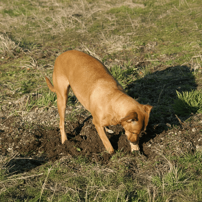 Adorable brown dog digging in the soil during outdoor activity, showcasing playful and active behavior.