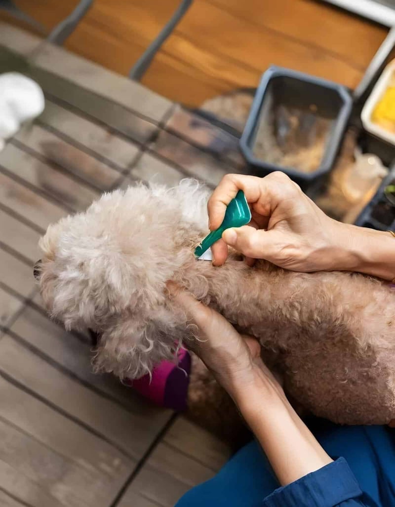 Dog grooming service being performed on small dog, highlighting professional pet hygiene and grooming solutions.