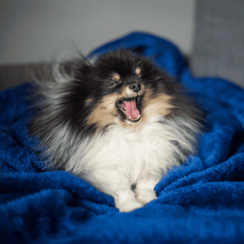 Adorable Pomeranian dog yawning, lying on soft blue blanket, showing a playful and sleepy mood.