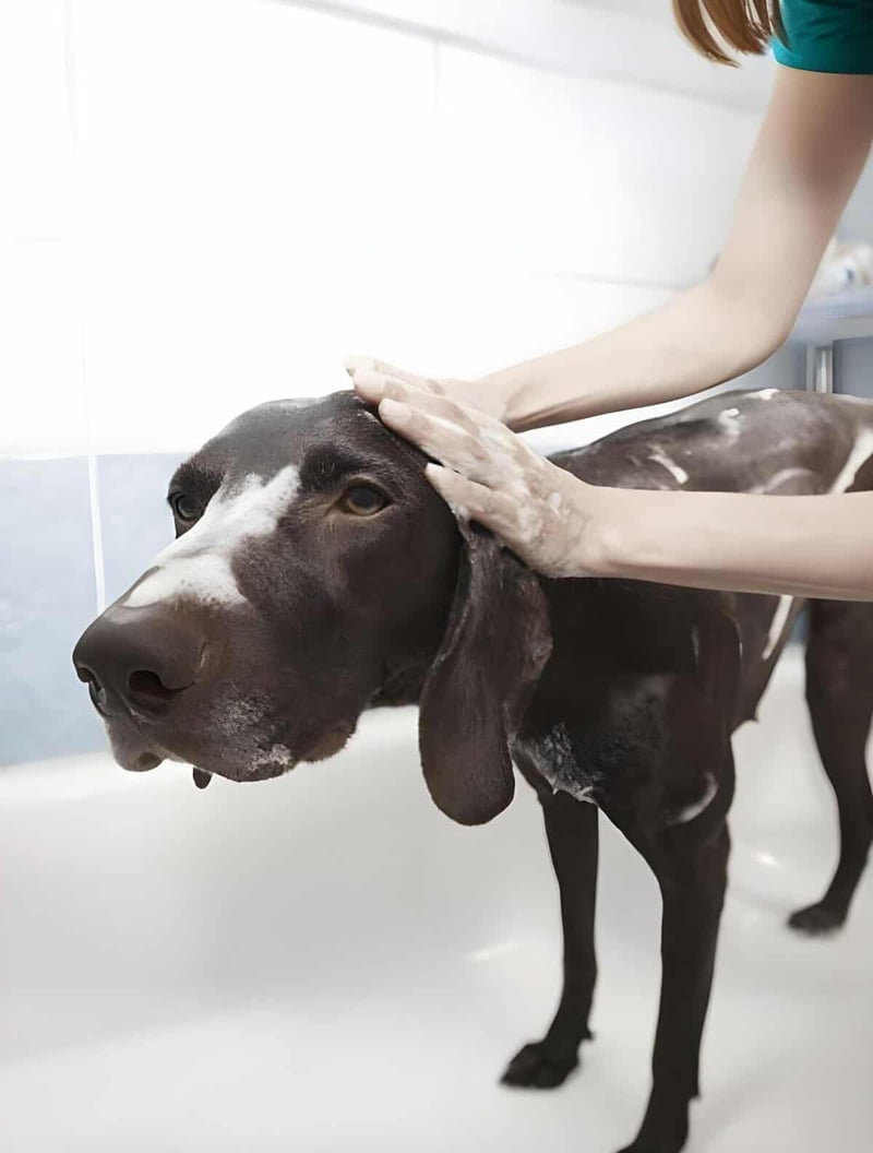 Dog being bathed at professional grooming facility.