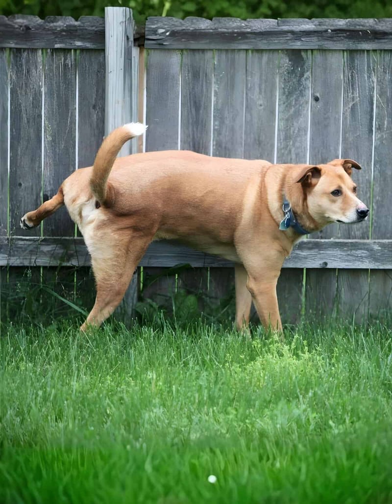 Dog watchs fence in backyard, a friendly dog exploring outdoors.