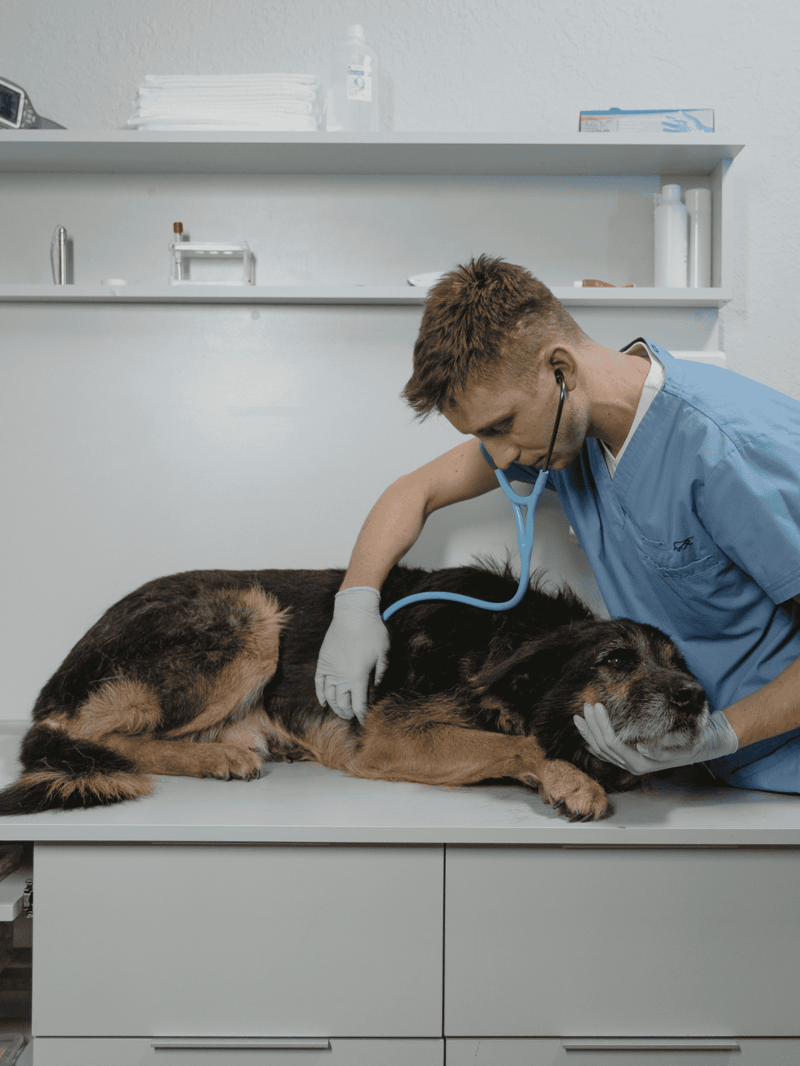 Veterinarian examining a dog on the table in a clinic.