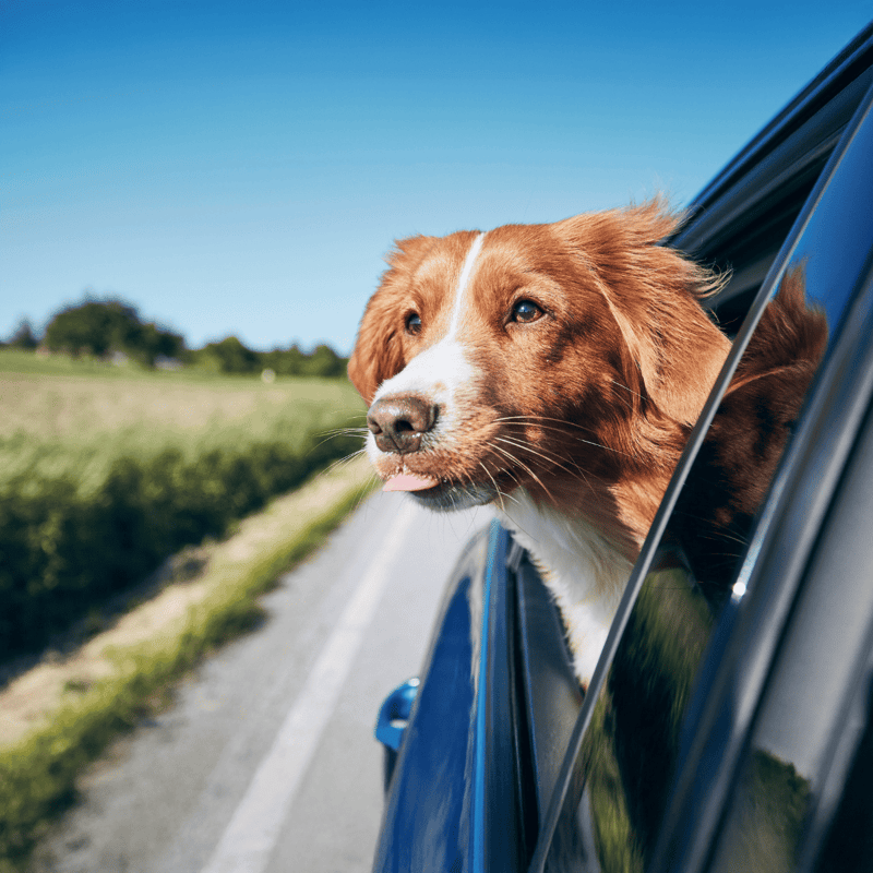 Dog sticking head out of car window on road trip.
