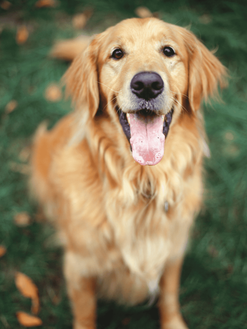 Golden retriever dog smiling outdoor with blurred green grass background.