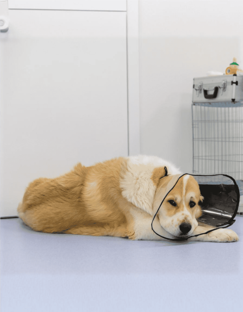 Dog resting with cone collar after vet visit, adorable and comforting scene.