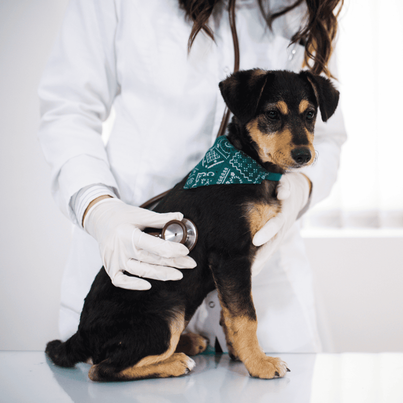 Dog receiving veterinary care.