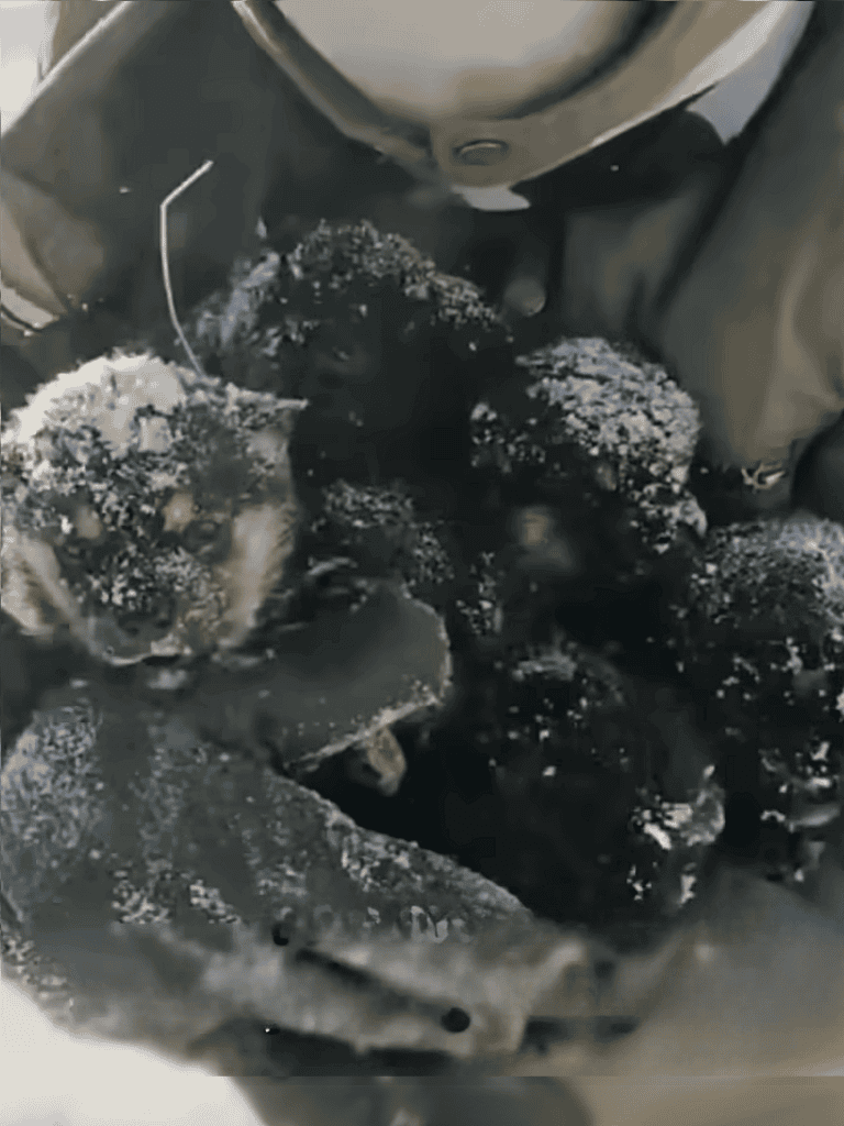 Darkened dog ashes after fire.