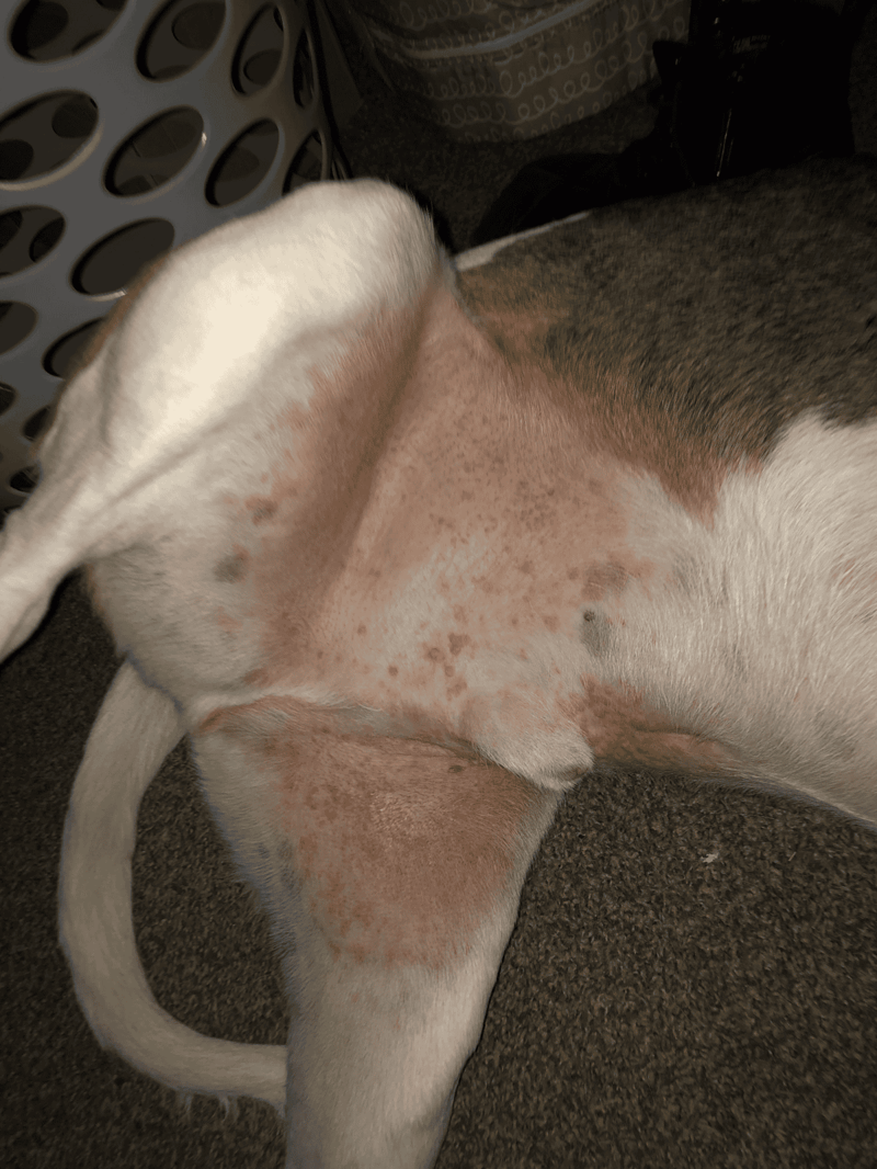 Close-up of a dog’s belly showing skin irritation, spots, and possible allergies or skin conditions.