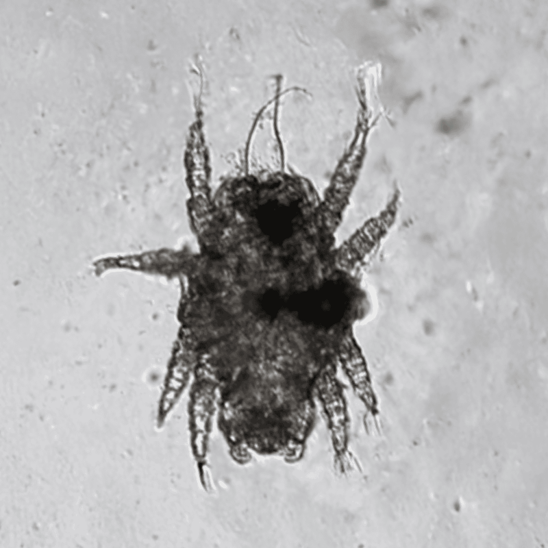 Close-up of a flea on a pet's skin, showing its distinctive small body and legs.