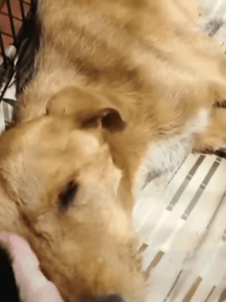 Dog relaxing peacefully, showing contentment and comfort.