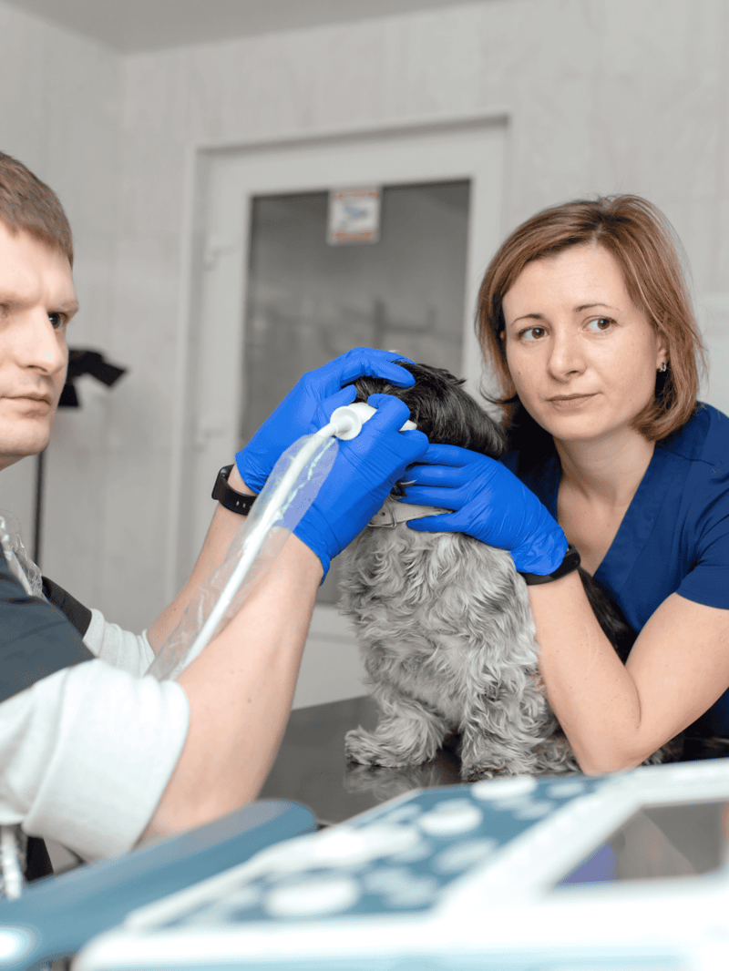 Dog veterinarian performing an exam on a black and white dog in clinic.