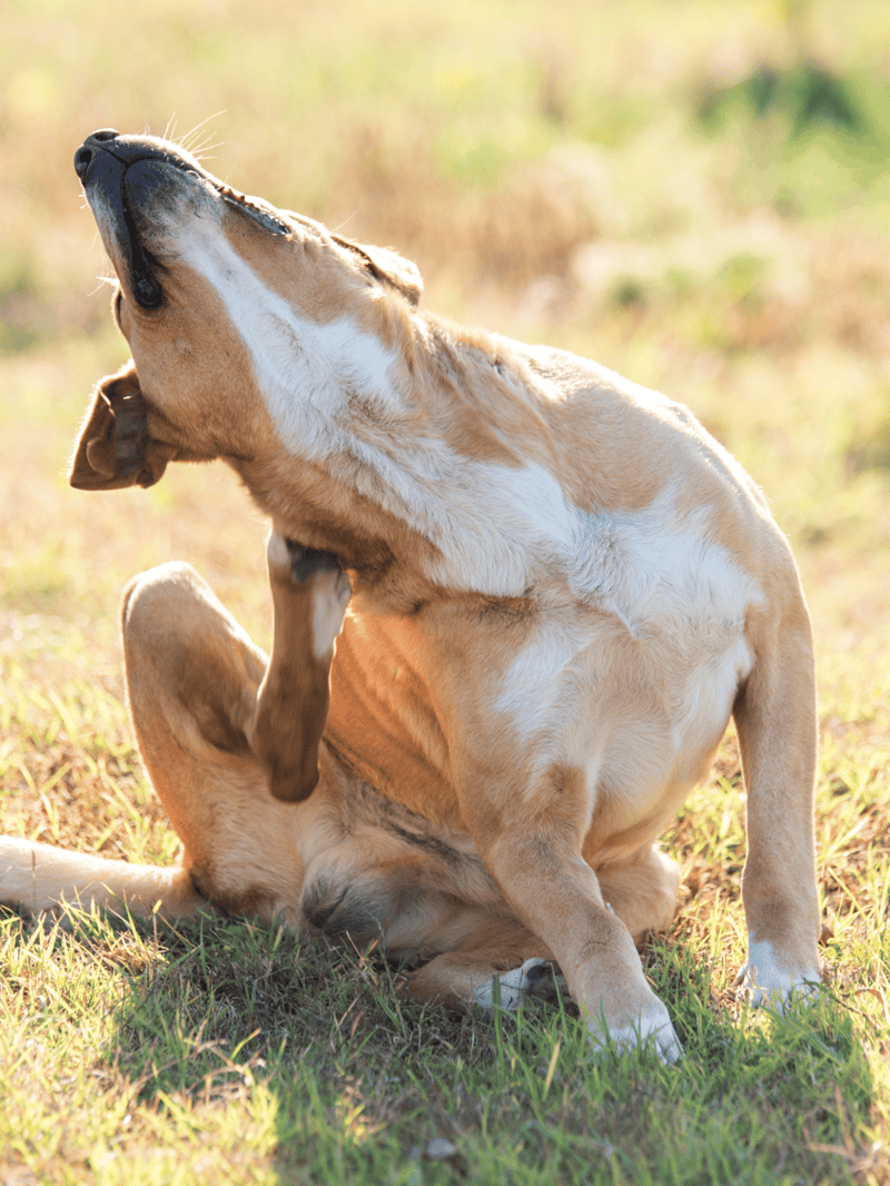 Labrador Retriever dog stretching and playing outside in sunny field.