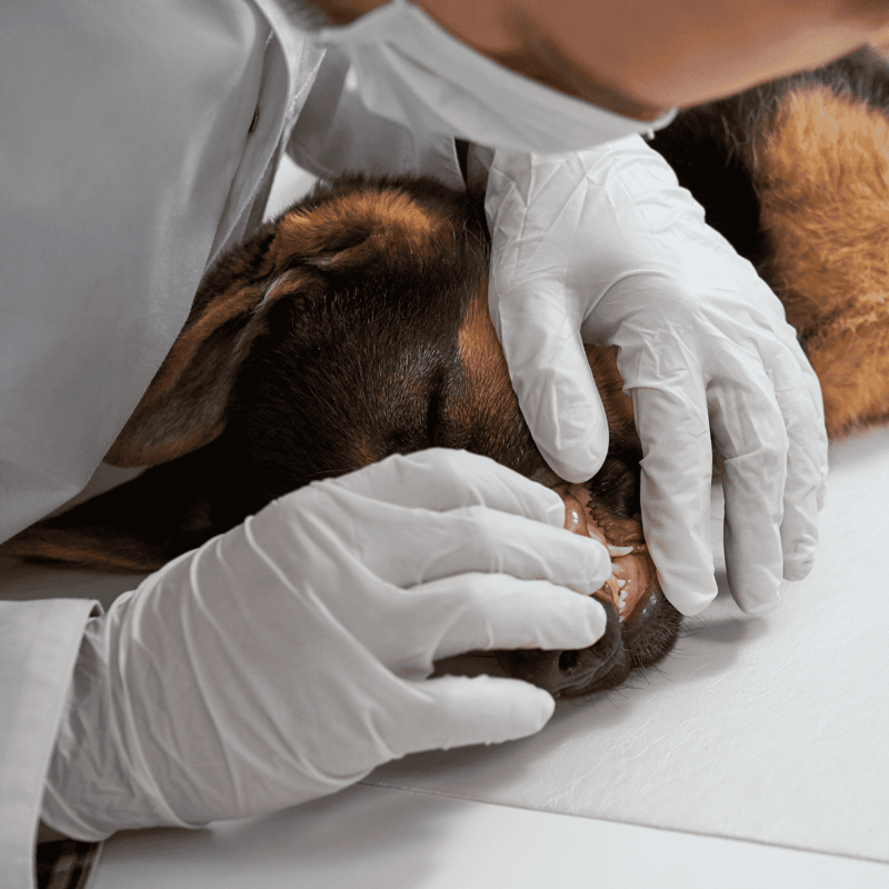 Dog receiving professional dental care.