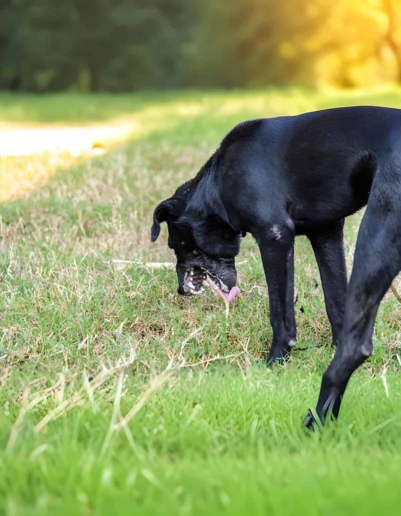 Adorable black dog exploring outdoors during daylight, playing in the grass.