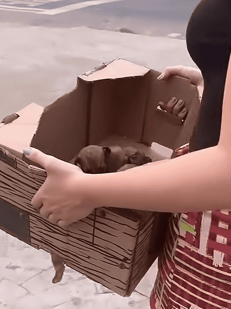 Adorable puppy inside a cardboard box outdoors at the beach.